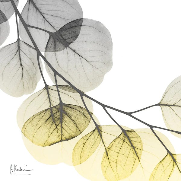 Eucalyptus: Brilliant Eucalyptus II by Albert Koetsier