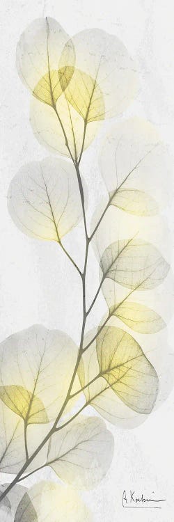 Eucalyptus Sunshine I by Albert Koetsier wall art