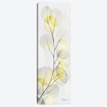 Eucalyptus Sunshine I Canvas Print #ALK302} by Albert Koetsier Canvas Art Print