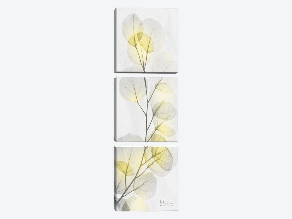 Eucalyptus Sunshine I by Albert Koetsier 3-piece Canvas Art Print