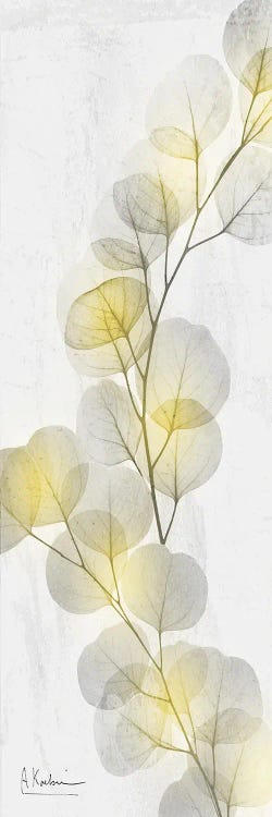 Eucalyptus Sunshine II by Albert Koetsier wall art