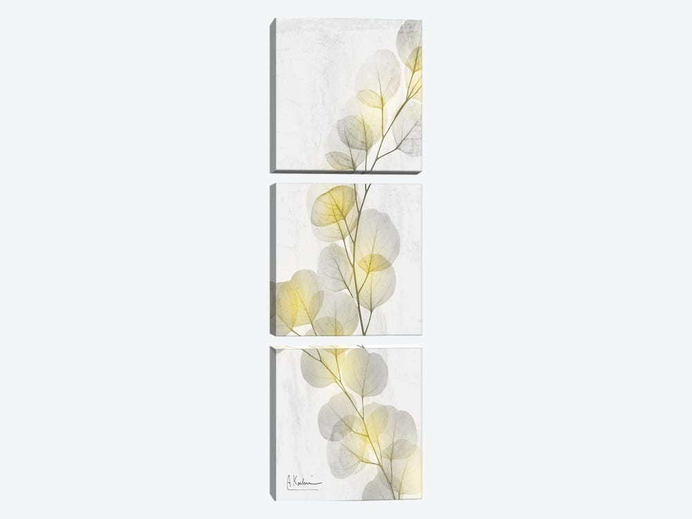 Eucalyptus Sunshine II by Albert Koetsier 3-piece Canvas Art