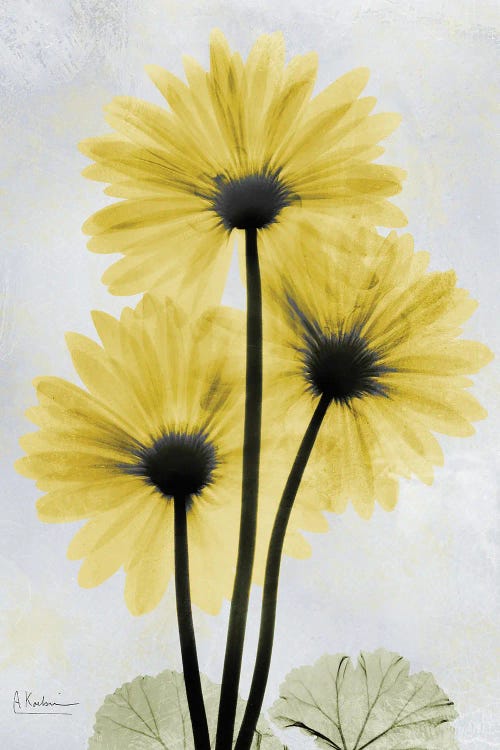 Golden Gerbera