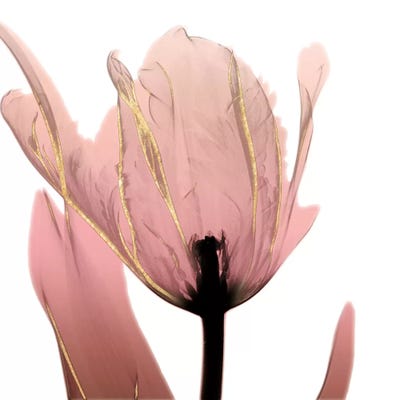 Alizarin Splendor I by Albert Koetsier art print