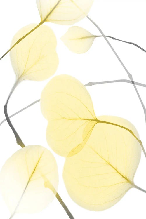 Illuminated Eternity II by Albert Koetsier wall art