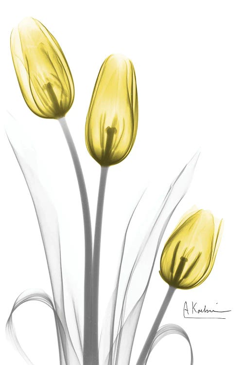 Illuminating Tulip Trio by Albert Koetsier wall art