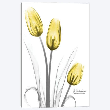 Illuminating Tulip Trio Canvas Print #ALK311} by Albert Koetsier Canvas Art