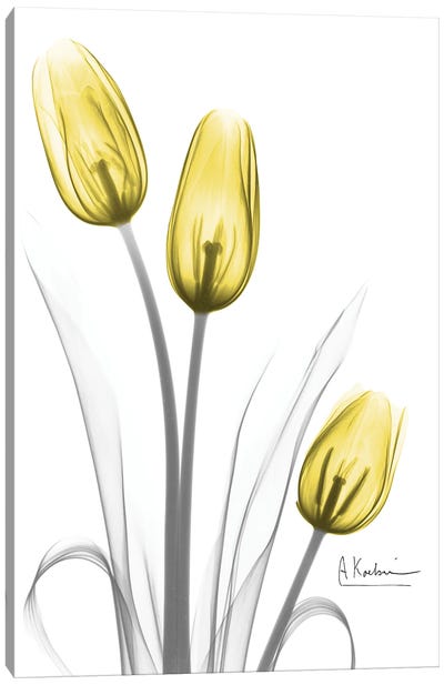 Illuminating Tulip Trio Canvas Art Print - Pantone 2021 Ultimate Gray & Illuminating