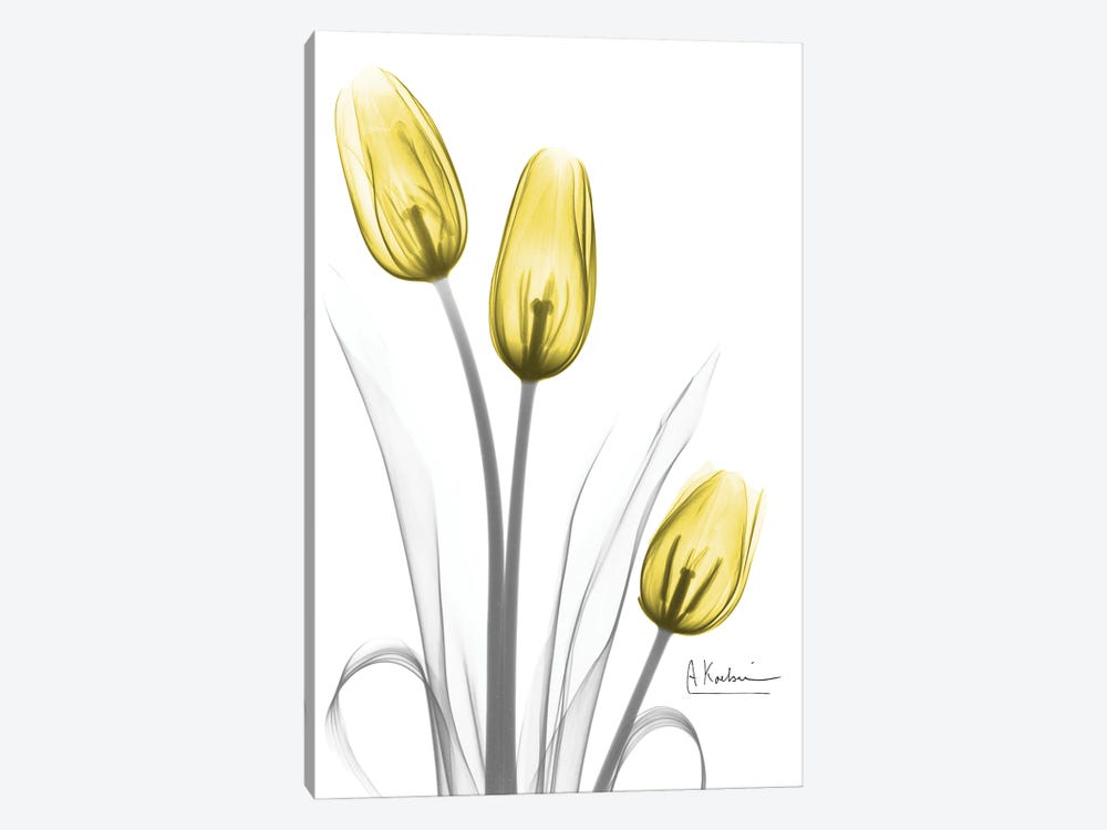 Illuminating Tulip Trio by Albert Koetsier 1-piece Art Print