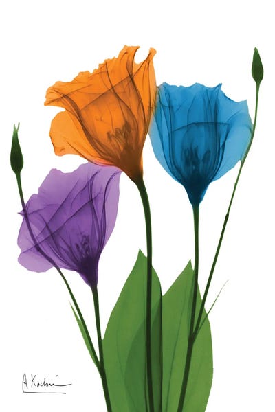 Jewel Gentian Buddies I