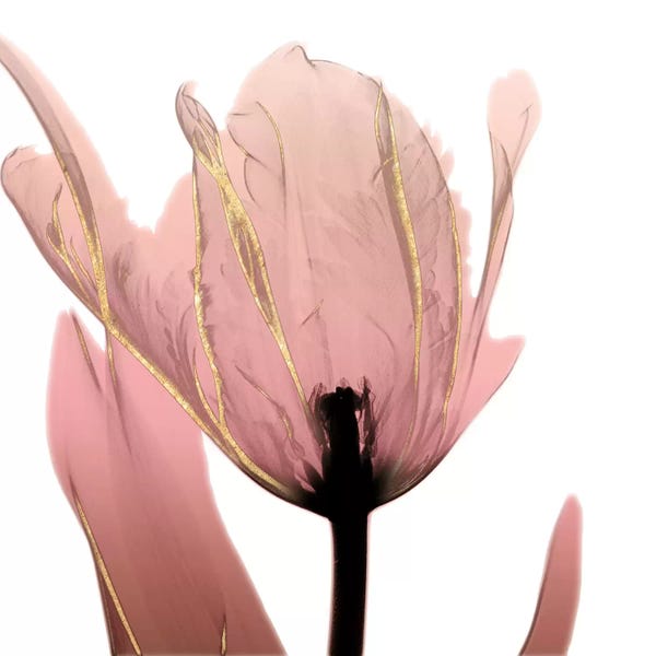 Black & Pink: Alizarin Splendor I by Albert Koetsier