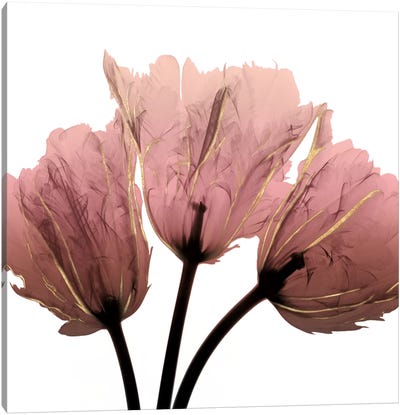 Alizarin Splendor II Canvas Art Print - Black & Pink Art