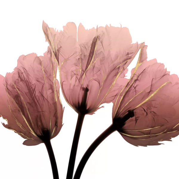 A.D. Lines Eurogroup Inc.: Alizarin Splendor II by Albert Koetsier