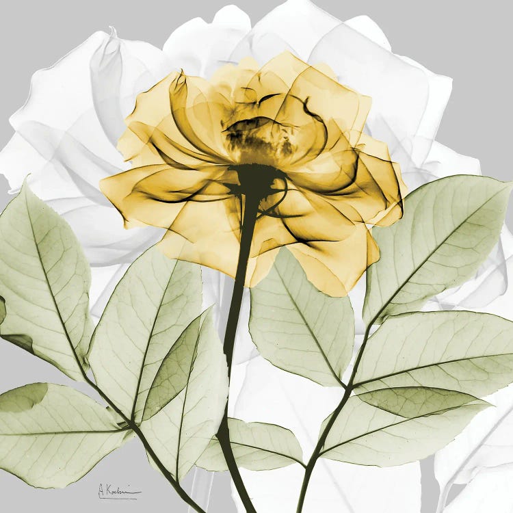 Rose in Gold III