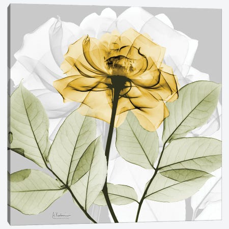 Rose in Gold III Canvas Print #ALK330} by Albert Koetsier Canvas Artwork