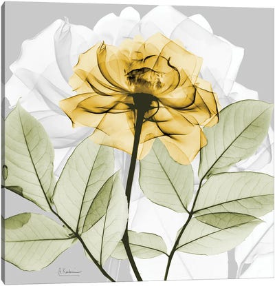 Rose in Gold III Canvas Art Print - Albert Koetsier