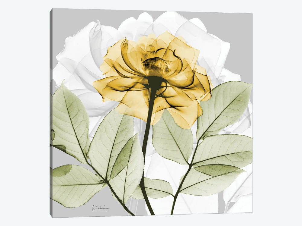 Rose in Gold III by Albert Koetsier 1-piece Canvas Artwork