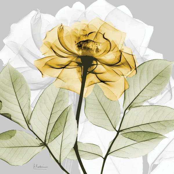 Rose in Gold III