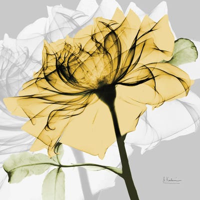 Rose in Gold V by Albert Koetsier framed canvas print