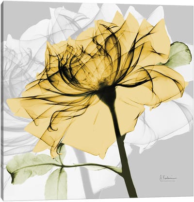 Rose in Gold V Canvas Art Print - Albert Koetsier