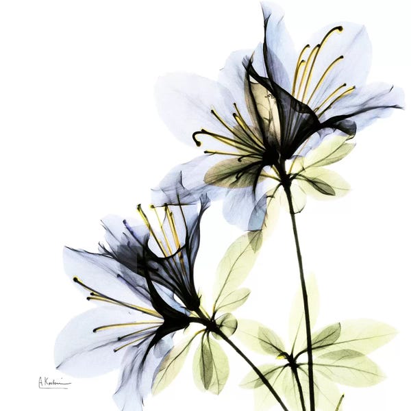 A.D. Lines Eurogroup Inc.: Azalea I by Albert Koetsier