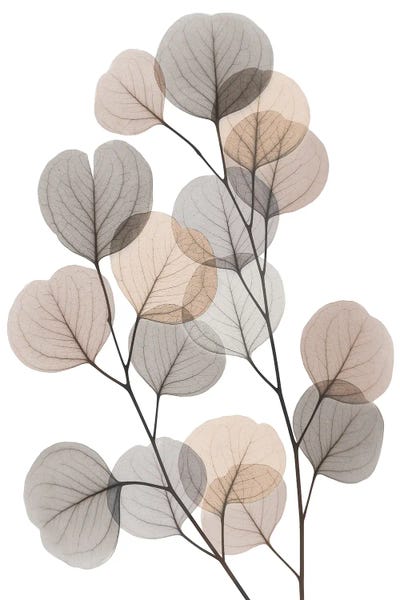 Earthy Eucalyptus Bunch by Albert Koetsier framed canvas print