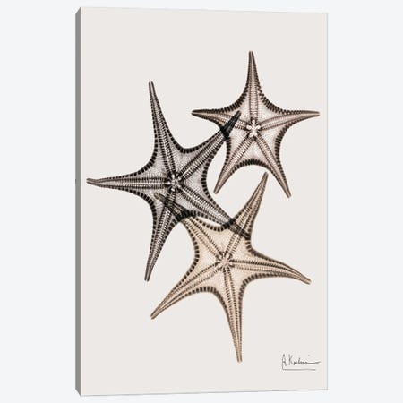 Sand Starfish Canvas Print #ALK347} by Albert Koetsier Canvas Artwork