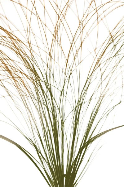 A.D. Lines Eurogroup Inc.: Urban Frayed Soul by Albert Koetsier