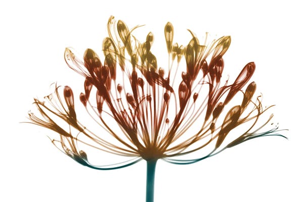 A.D. Lines Eurogroup Inc.: Urban Lily by Albert Koetsier