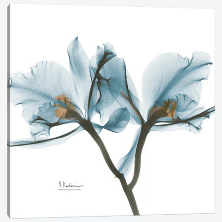 Blue Orchid Canvas Print #ALK35} by Albert Koetsier Canvas Artwork