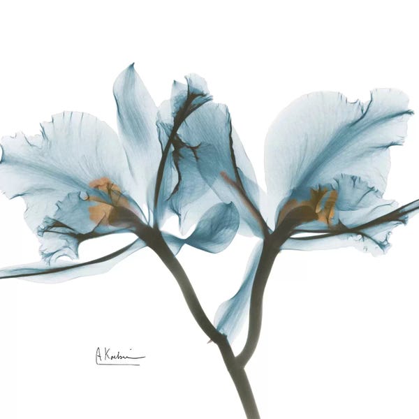 A.D. Lines Eurogroup Inc.: Blue Orchid by Albert Koetsier