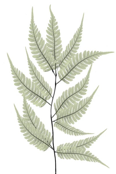 Albert Koetsier: Fern Tree by Albert Koetsier