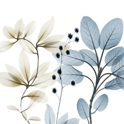 Solar Opposites II by Albert Koetsier framed canvas print