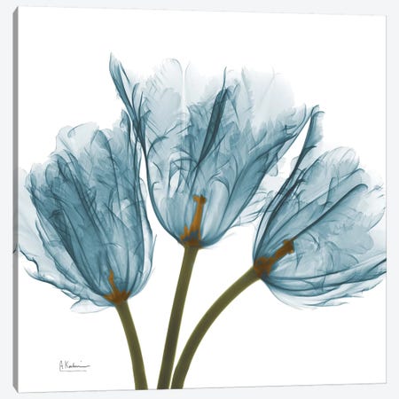 Blue Tulips Canvas Print #ALK37} by Albert Koetsier Canvas Art