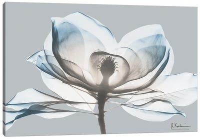 Glacier Dipped Magnolia I Canvas Art Print - Magnolia Art