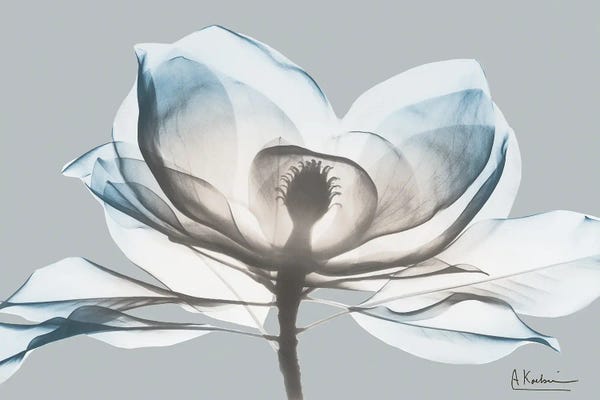Magnolias: Glacier Dipped Magnolia I by Albert Koetsier