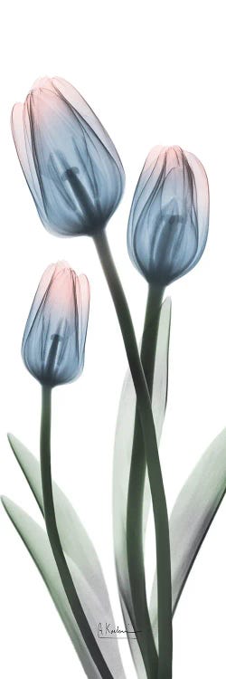 Gossamer Dipped Tulips I