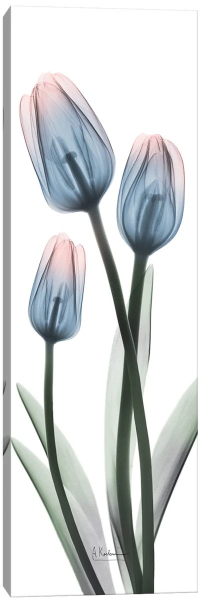 Gossamer Dipped Tulips I Canvas Art Print - Tulip Art