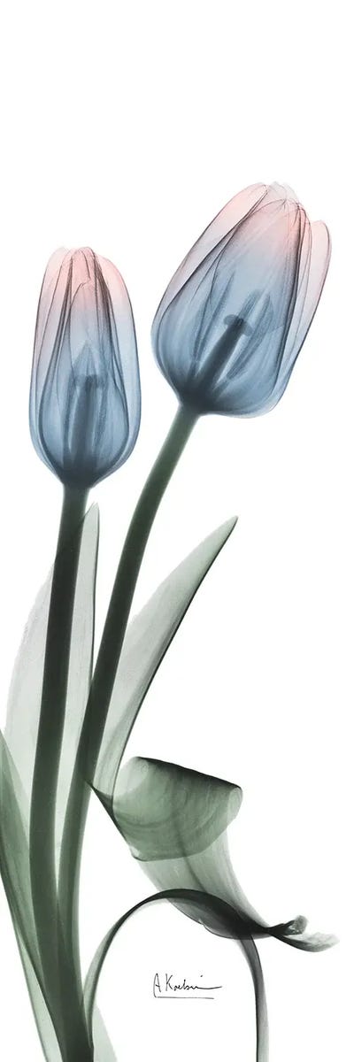 Gossamer Dipped Tulips II by Albert Koetsier canvas print