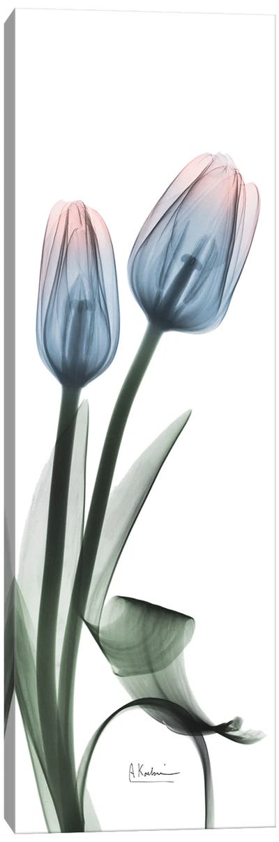 Gossamer Dipped Tulips II Canvas Art Print - Albert Koetsier