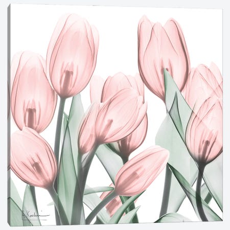 Gossamer Pink Tulips I Canvas Print #ALK384} by Albert Koetsier Canvas Art