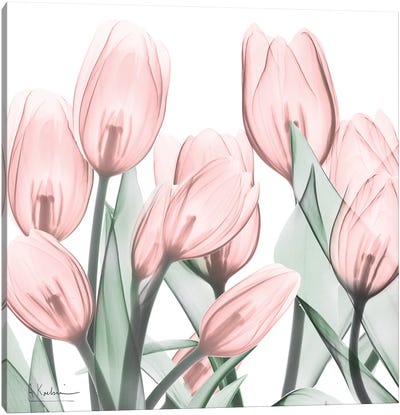Gossamer Pink Tulips I Canvas Art Print - Tulip Art