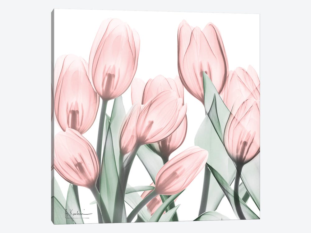 Gossamer Pink Tulips I by Albert Koetsier 1-piece Art Print