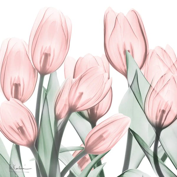 A.D. Lines Eurogroup Inc.: Gossamer Pink Tulips I by Albert Koetsier