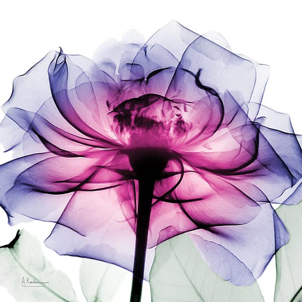 A.D. Lines Eurogroup Inc.: Leni Rose II by Albert Koetsier