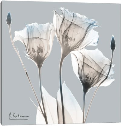 Perfectly Pale Gentian II Canvas Art Print