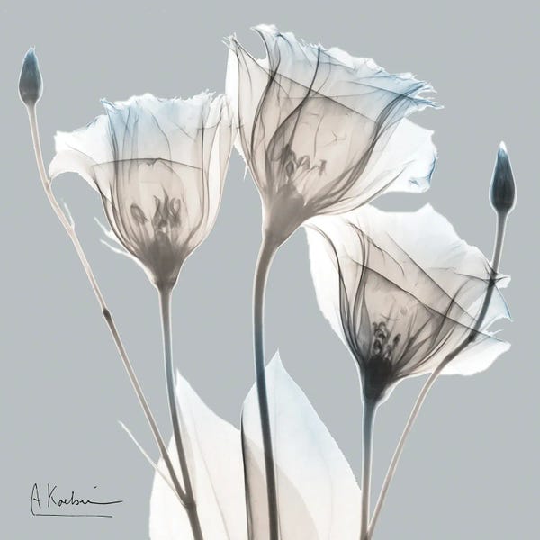 Albert Koetsier: Perfectly Pale Gentian II by Albert Koetsier