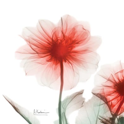 Poinciana Dahlia by Albert Koetsier framed canvas print