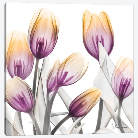 Sunrise Tulips I Canvas Print #ALK392} by Albert Koetsier Canvas Artwork