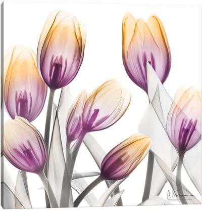 Sunrise Tulips I Canvas Art Print - Tulip Art